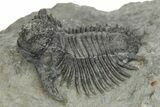 Lichid (Acanthopyge) Trilobite - Issoumour, Morocco #244275-1